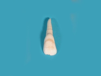 North American Buffalo (Bison) Tooth 